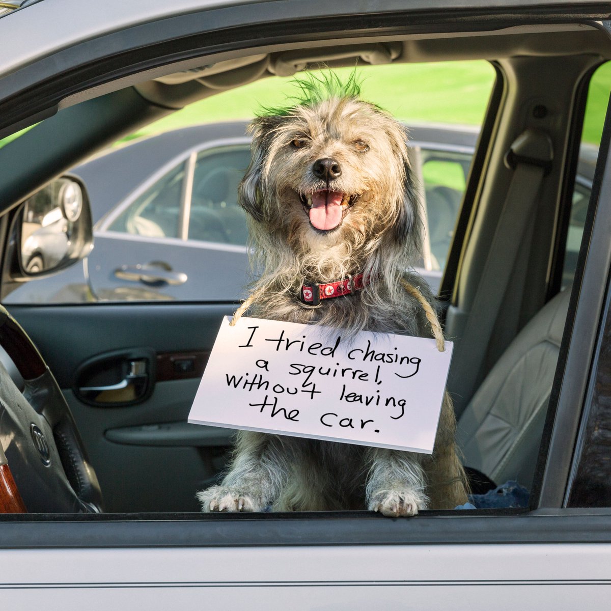 KBbrawner's tweet image. Farmers has seen what happens when a dog gets a little creative with his squirrel pursuits. And we covered it on 2/23/16.