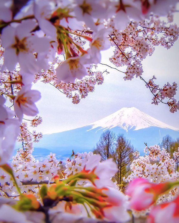 rybotics's tweet photo. Mt Fuji seen through the Cherry Blossoms at Arakura Sengen Shrine, Japan 🇯🇵🌸 . Photo by CapKaieda https://t.co/c7hiNBrcQv