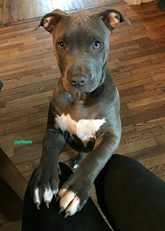 PitbuIIs's tweet image. 