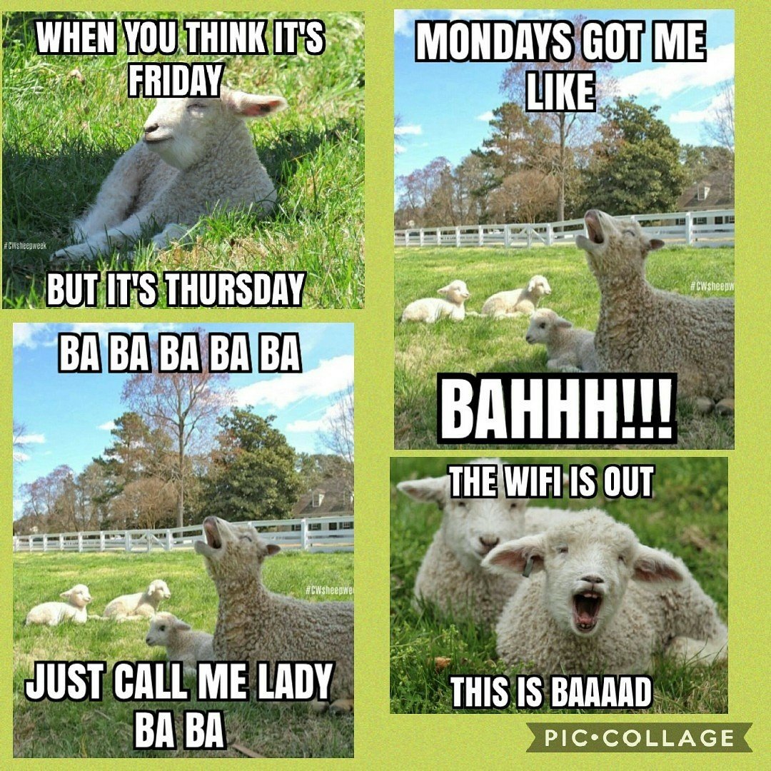 KMorganTeacher's tweet photo. #cwsheepweek https://t.co/UV1WqQImVM @colonialwmsburg. Thnx @GrangerDenise for the info. Ss ❤ making memes! @MrsSolom0n check it out https://t.co/1cUeB2fSBH