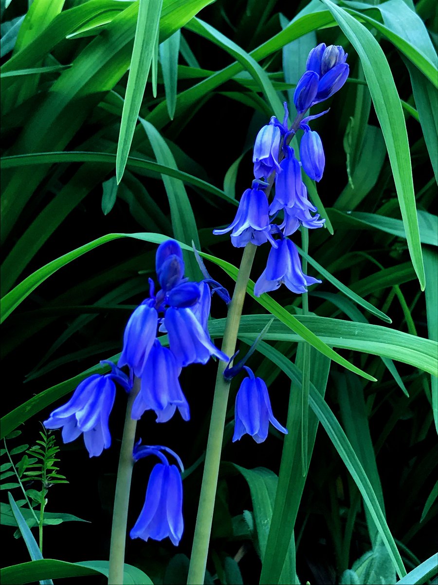 ねこはら בטוויטר おはようございます 今日も熊本市はすこぶるイイ天気です 近所の花壇で見かけた薄青紫色の花 ユリ科でしょうか 小さい花 ですがカッコイイ花ですね ๑ イマソラ 写真好きな人と繋がりたい ユリ科