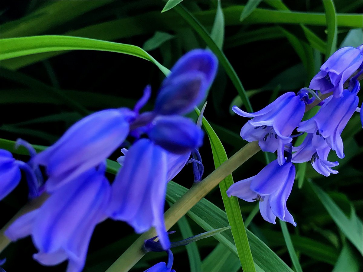 ねこはら בטוויטר おはようございます 今日も熊本市はすこぶるイイ天気です 近所の花壇で見かけた薄青紫色の花 ユリ科でしょうか 小さい花 ですがカッコイイ花ですね ๑ イマソラ 写真好きな人と繋がりたい ユリ科