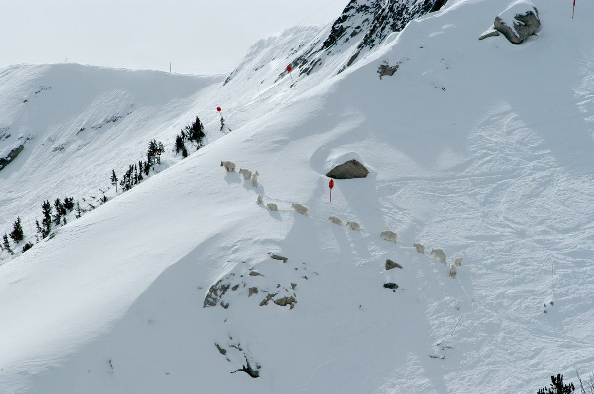 In honor of #WildlifeWednesday, we’re throwing it back to a ridge line visit from these majestic mountain goats!