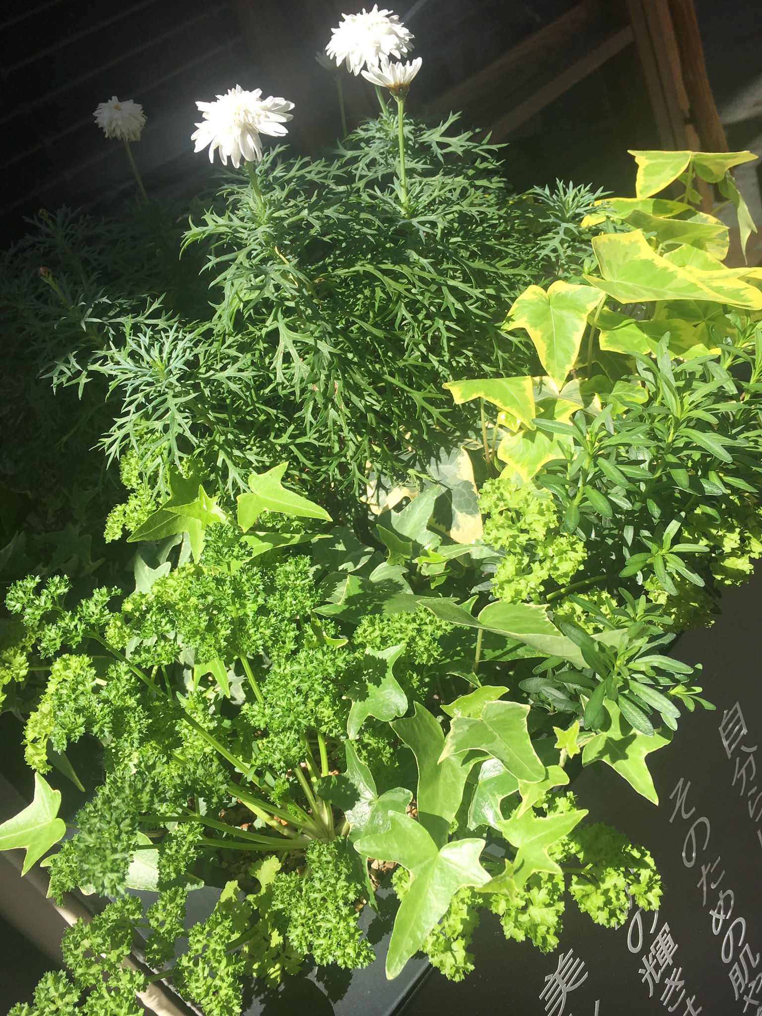 川真田くみ 寄せ植え花壇 パセリも T Co O3nt6xefhc Twitter