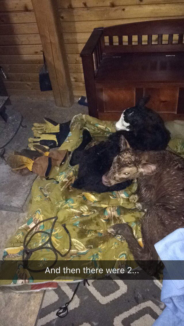 SleepySprings's tweet photo. The spring storm brings more than mud into my porch #calving17 #Ranching #woodstovesarethebest https://t.co/q106swctPa