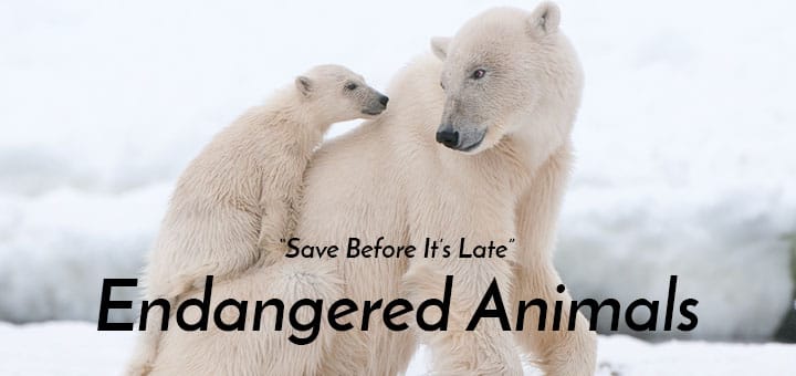 StunStupefy's tweet photo. #EndangeredAnimals We Should Try to Save Them. 
#StunStupefy #Animals

https://t.co/BYWPtD722g https://t.co/QlDld7BuLT