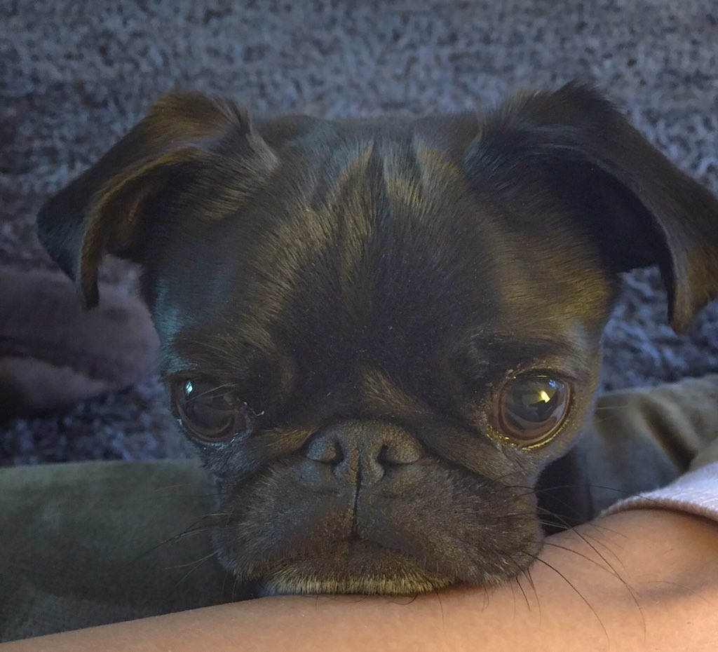 <a href="/HamiltonPug/">Hamilton Pug</a> A3: always #pugchat