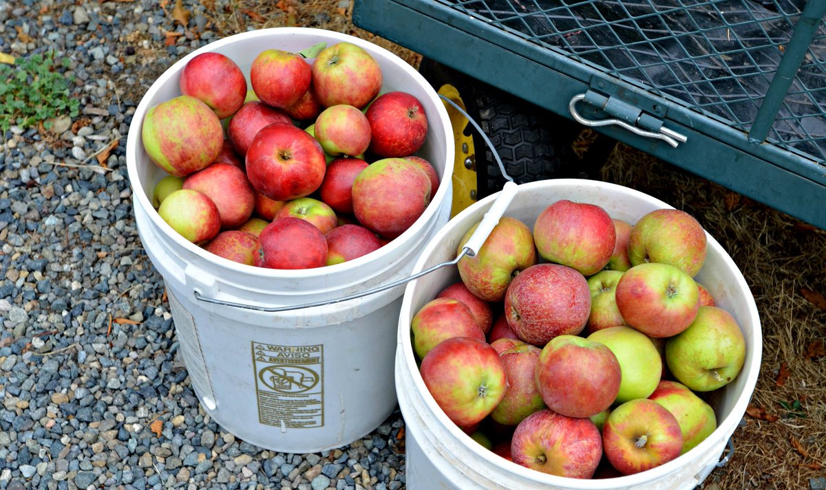 MorganFamilyY's tweet photo. We are just 9 days away from #HealthyKidsDay. One reason to come to this free event? Tacoma Boys gave us 600 apples! https://t.co/u5mRTcewpi https://t.co/AYLzpETRMN