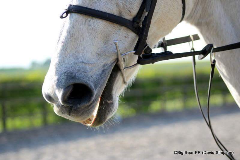 Davids_Ewhere's tweet image. Took some pics of my old friend, Argentato at Fern Farm on Tuesday as he practised for his dressage test with Gracie #GoPointing #godancing