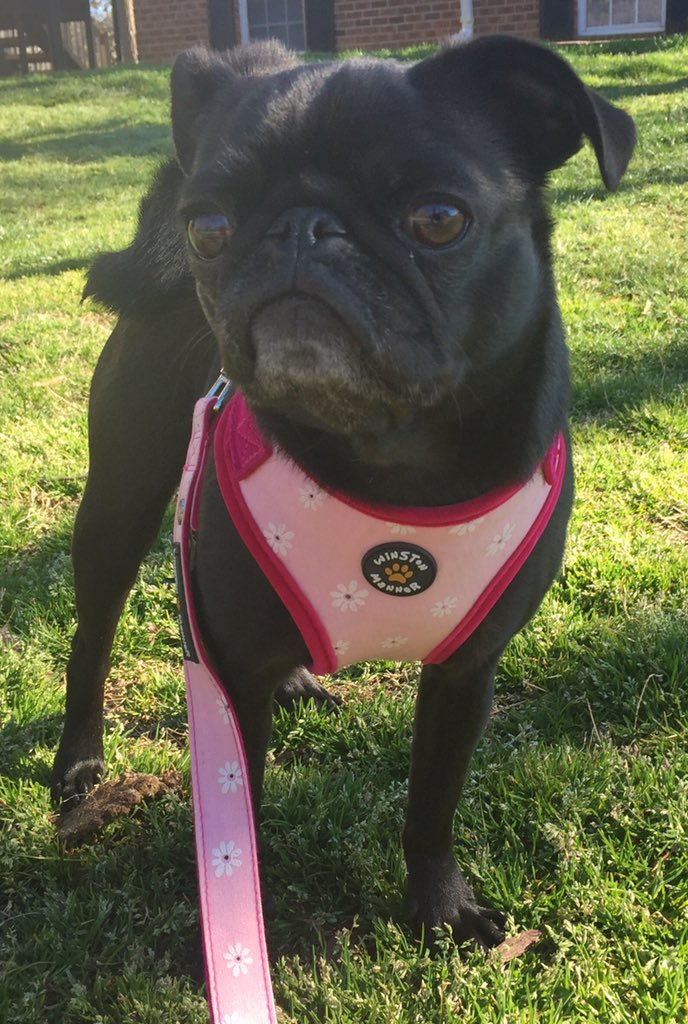 <a href="/HamiltonPug/">Hamilton Pug</a> A5: outside because I am a lady #pugchat
