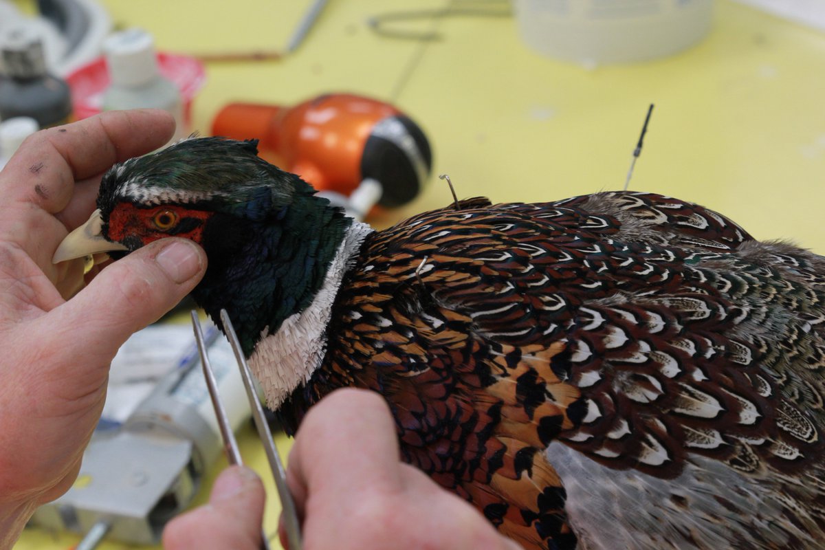 MatuskaSupplyCo's tweet photo. Tom is busy getting this pheasant ready to be mounted #MatuskaTaxidermyStudio #pheasant #mount #NWIST https://t.co/WEf0Ai01ol