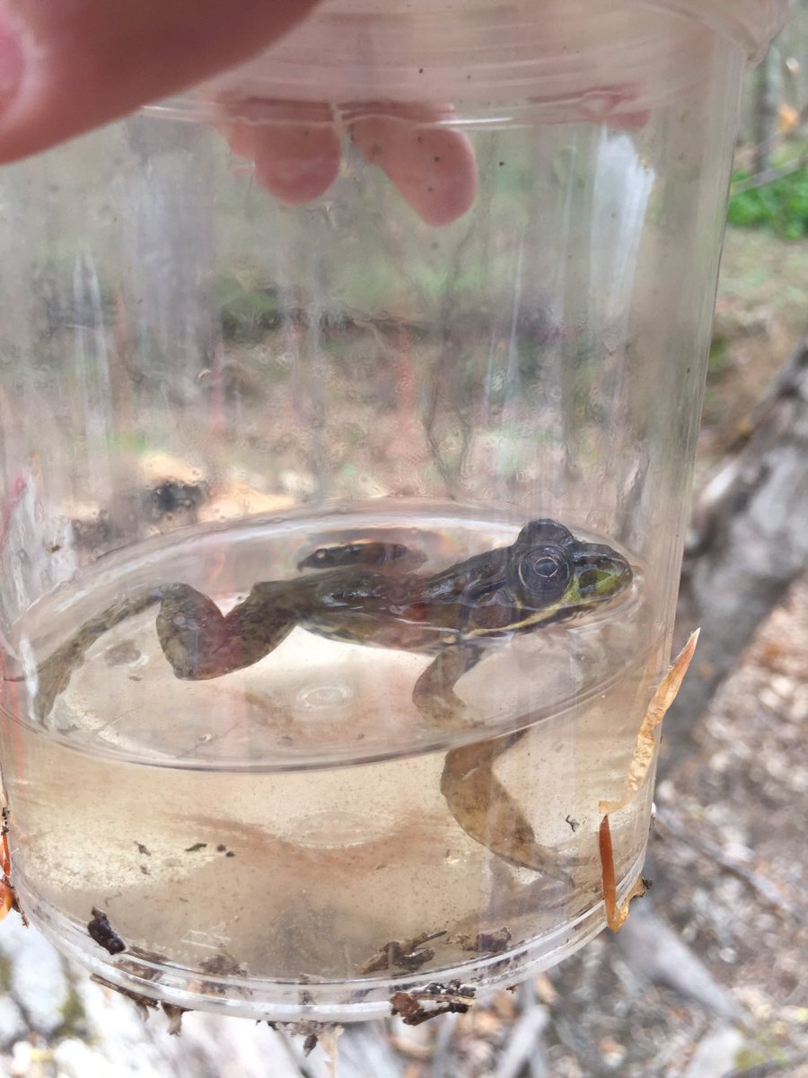 budinger03's tweet photo. Investigating amphibians round 2. This time at Jerusalem Mill @GunpowderSP @SparrowsPointHS @BCPSOutdoorSci https://t.co/8zWgn5UlAk