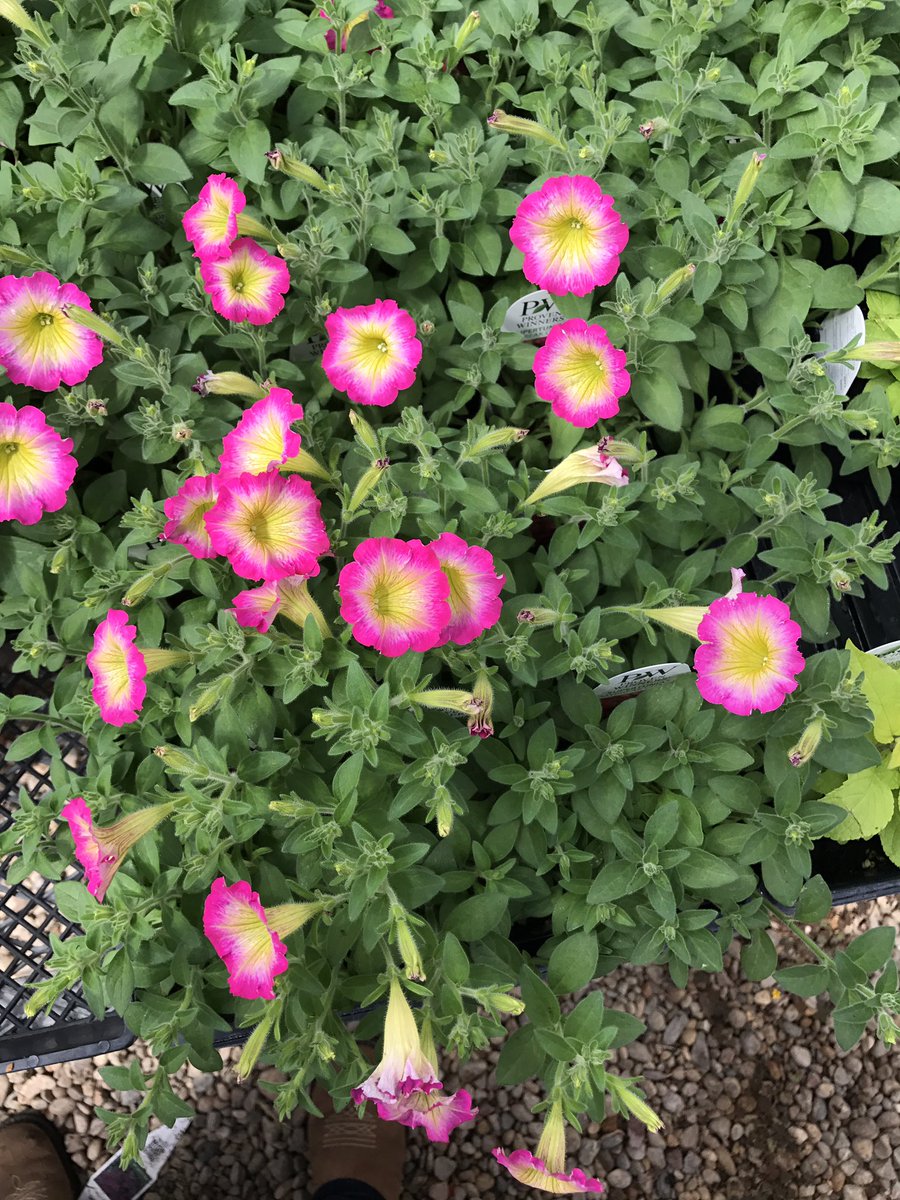 JVLParkerFFA's tweet photo. Parker FFA plant sale starts May 10. #handsonlearning #parkerpride #beautifulblooms https://t.co/LfknKrQAo0