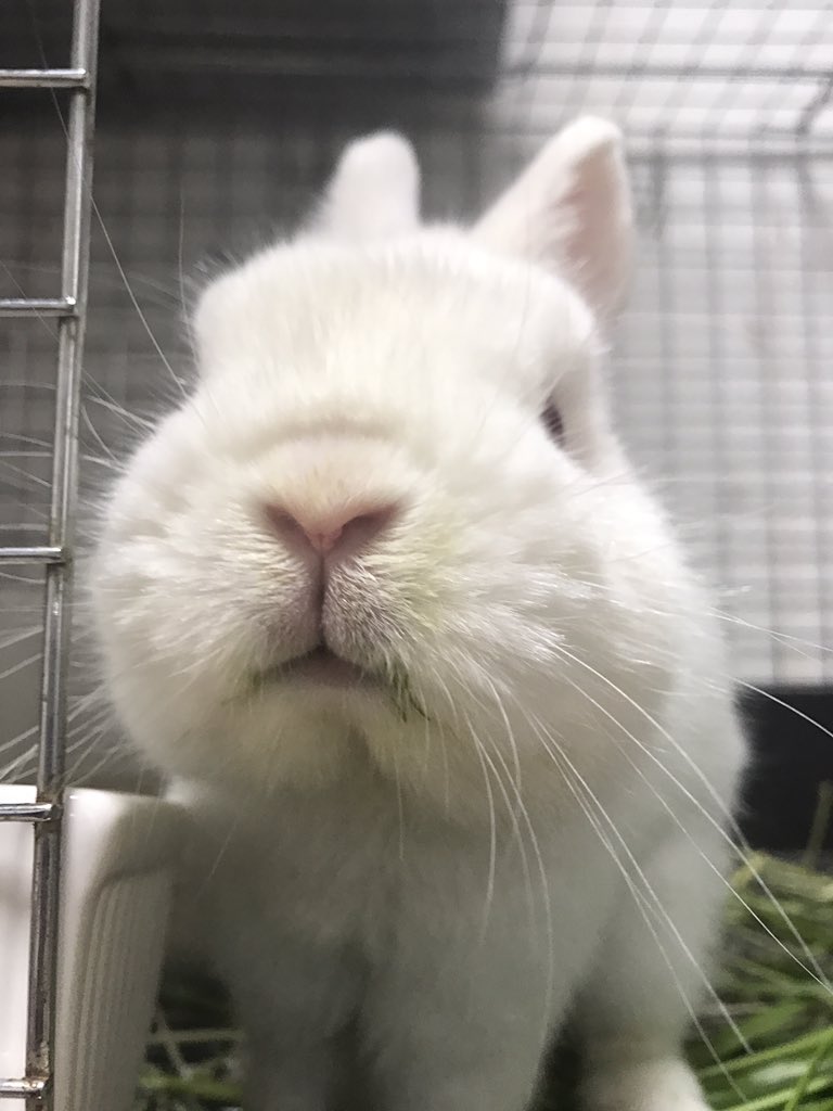 何だこの緑は うさぎさんが生チモシーを食べたら 青汁を飲んだみたいになっちゃった Fundo
