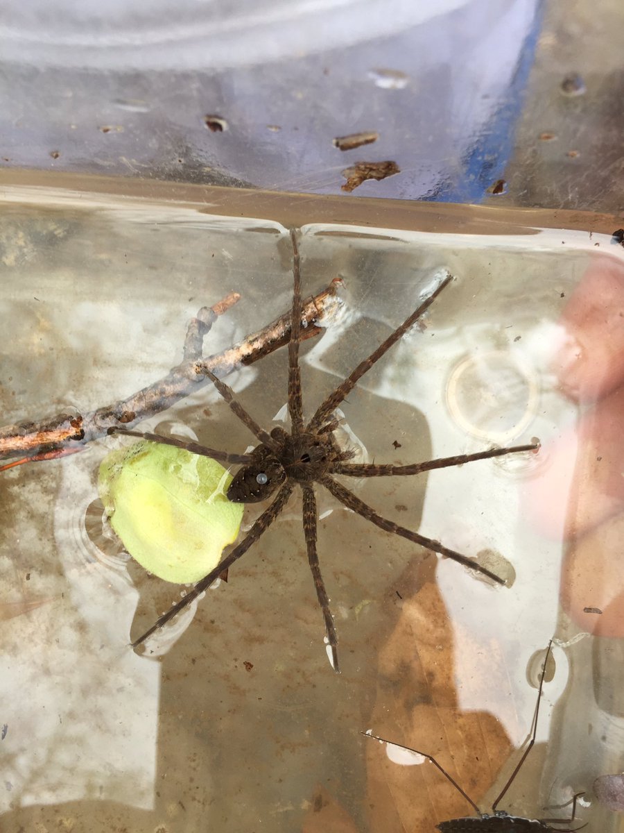 budinger03's tweet photo. "The itsy-bitsy spider crawled up the water spout; down came the rain and washed the spider out." No arachnophobia with @SparrowsPointHS Ss https://t.co/Qpw1aygr01