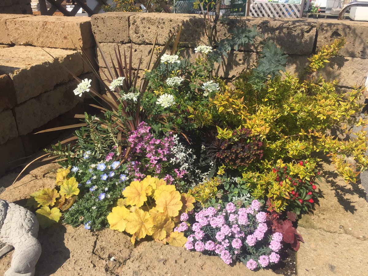 ジョイフル本田 ガーデンセンター Twitterren ガーデンセンター幸手店 埼玉県 花壇の名脇役 ユーホルビア と オルレア シンボルツリーと下草の 中間 に植えるのがオススメです 花壇 植栽