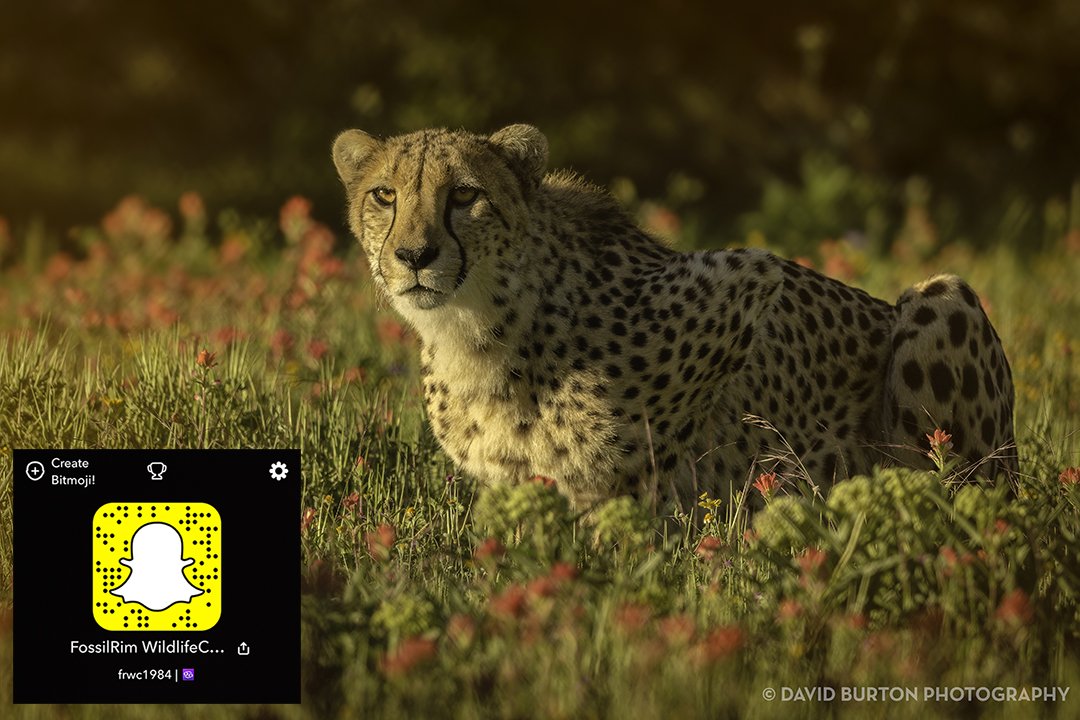 FossilRim's tweet photo. With imagery this beautiful, let your friends n on the experience by using @Snapchat! @throttledave took this at a #CanonLiveLearning event! https://t.co/finVqDK3a6