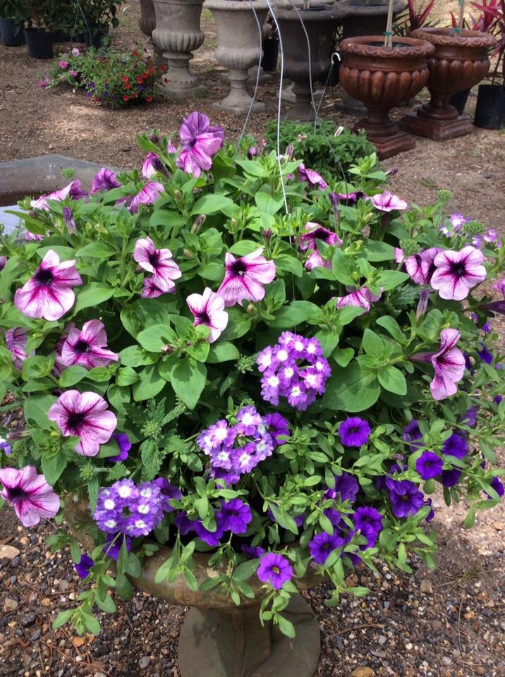 shopangelas's tweet photo. Lots of beautiful hanging baskets! #shopangelas https://t.co/Ysn9Awr6gY