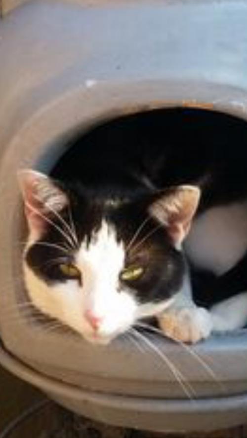lostfoundpets tweet picture