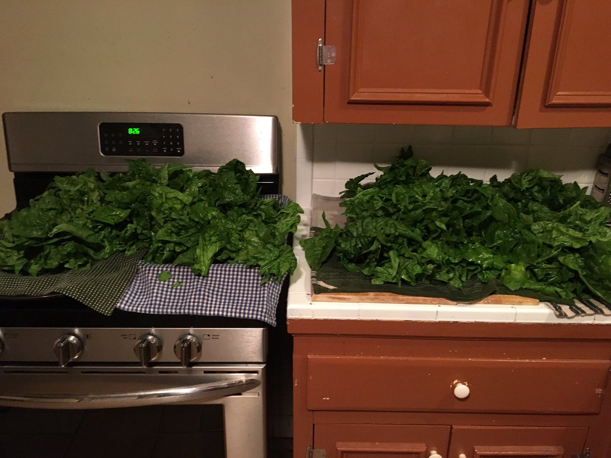 ruffilifeathers's tweet photo. Love having a garden! Fresh spinach haul! #garden #realfood https://t.co/uNx866PMWR