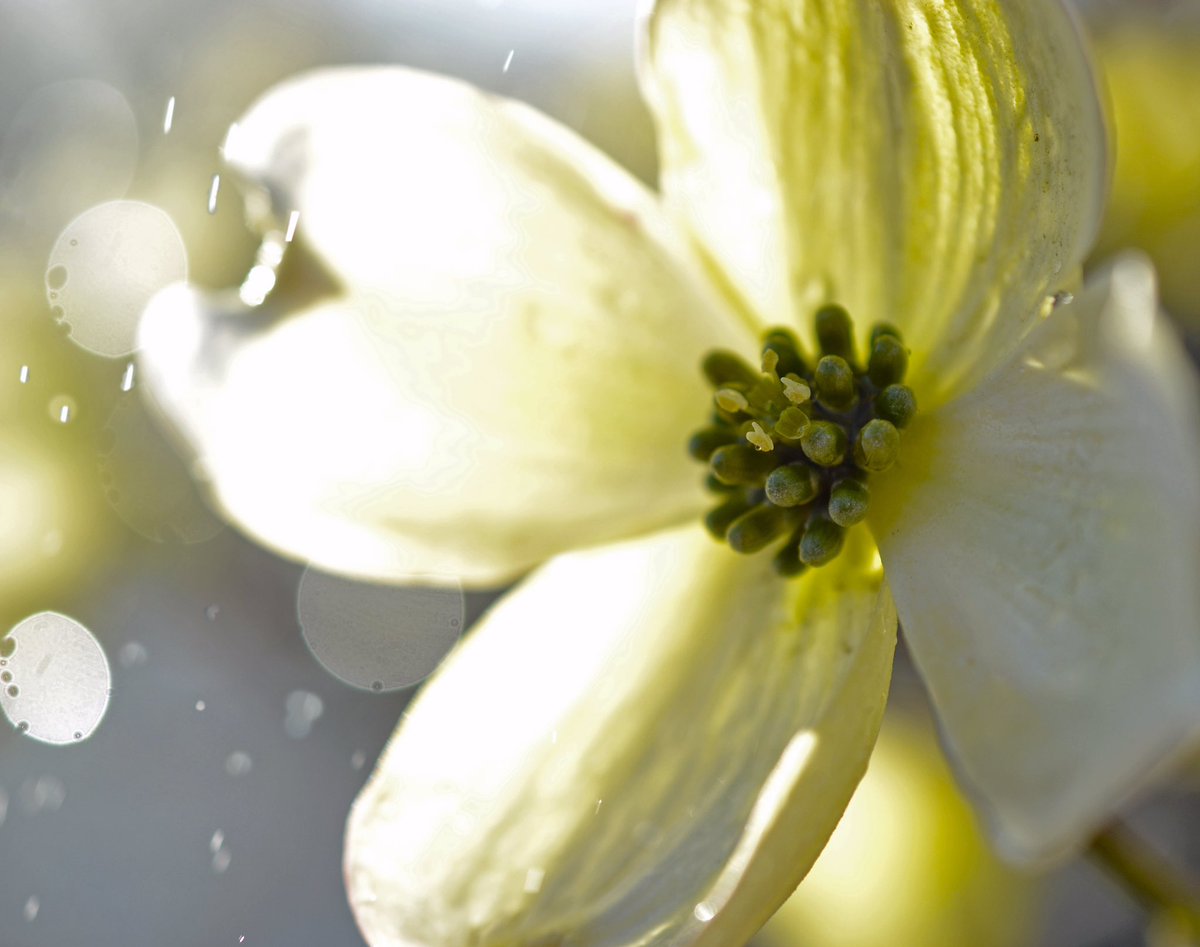 SirDeanStone's tweet photo. In case you don't follow my Instagram (DeanXStone) here's the flower I posted the other day. https://t.co/tafmqt6JhP