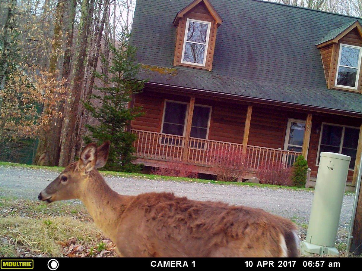 exfoleyator's tweet photo. my aunt set up this camera outside her house. wtf even is nc https://t.co/UUSg0Lv7hq