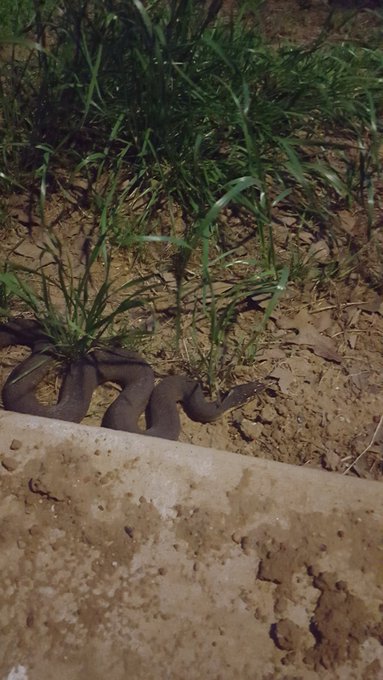 Anyone know what kind of snake this is? Don't want to kill it if not dangerous to the horses. Rat snake<a href="/tag/fan"class="tags"><span>#fan</span></a>
