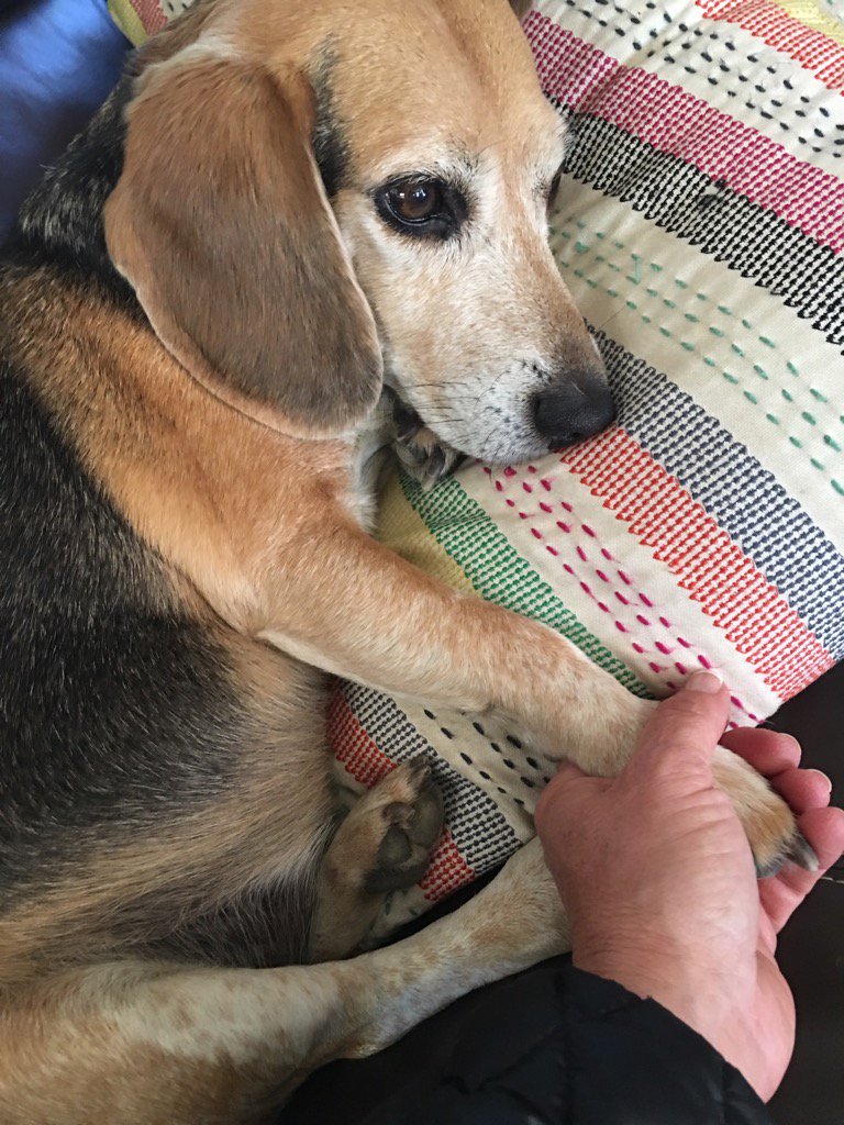 I sure miss this boy. One week today since we had to say goodbye. 🐶