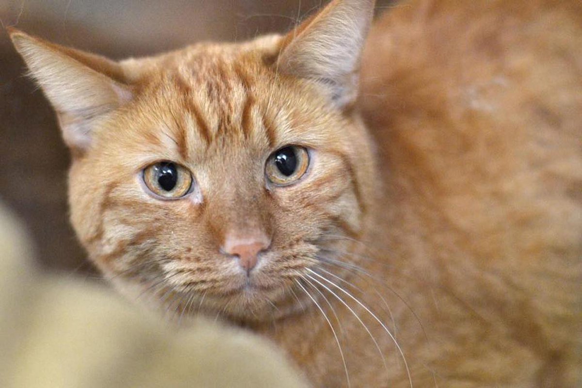 Here's why cats appear to so damn obsessed with squares bit.ly/2o5l0dJ
