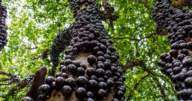 Image result for Jabuticaba