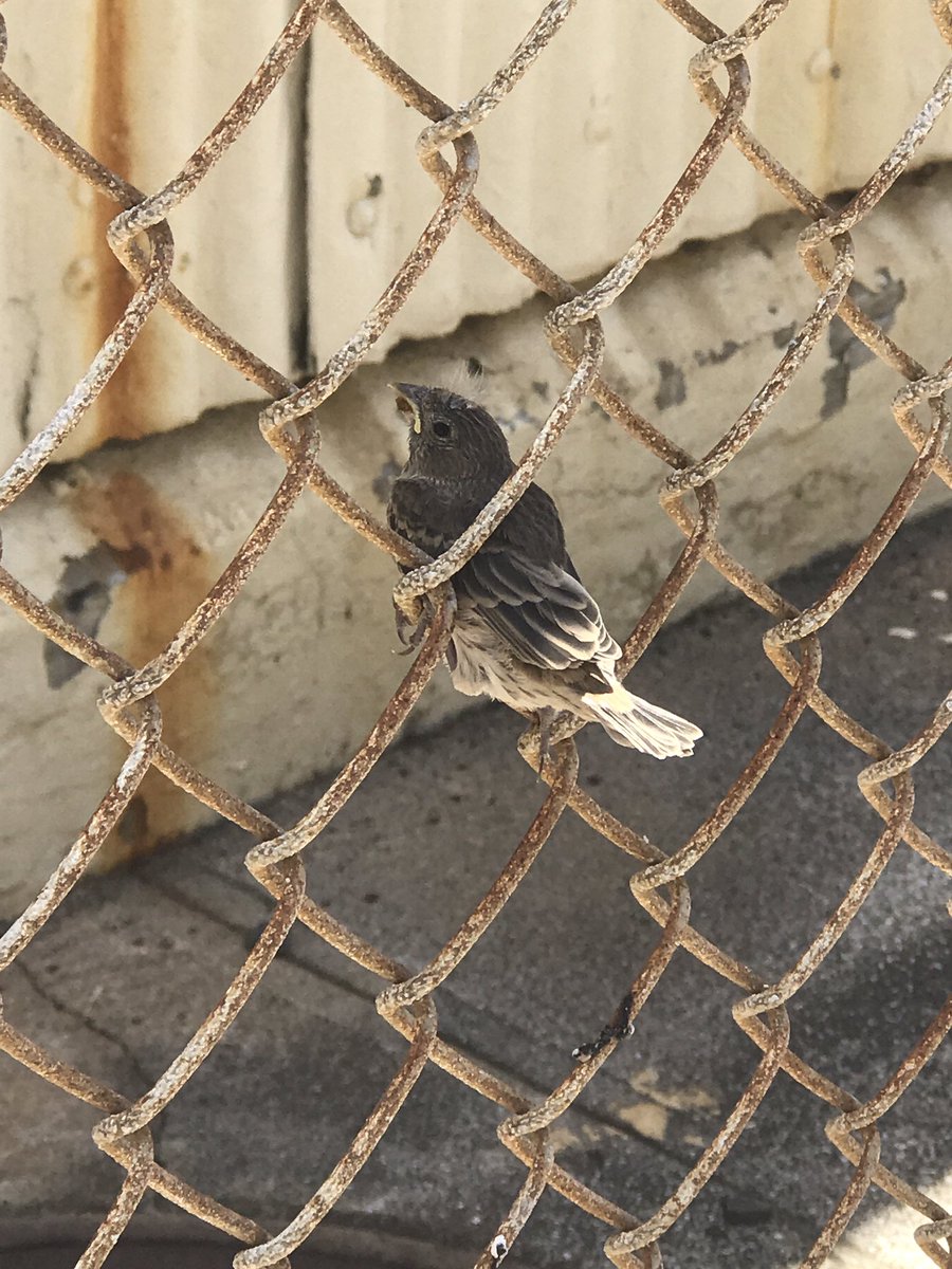 Today was a good day. This bird just chilled on the fence with me. #birdfriend #thelittlethings #birdsarepeopletoo