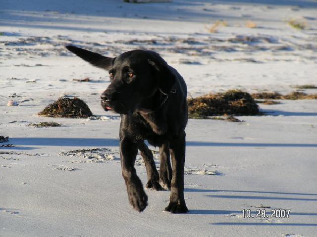 Labrador love beach 
#labradorretriever ift.tt/2pUgf37