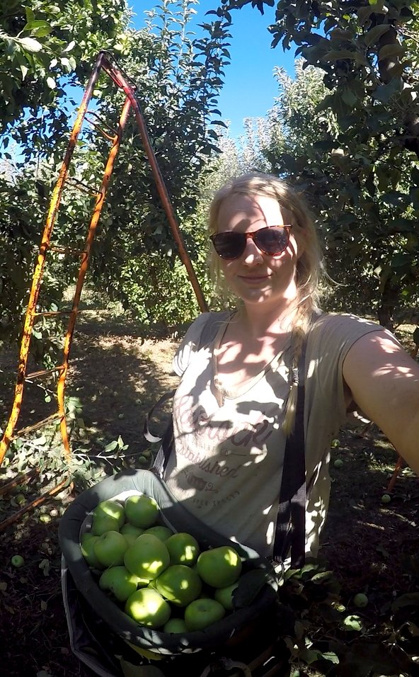 NiaHafC's tweet photo. Apple picking for my #88days #regionalwork in #Australia. #visa457 #hardwork #applepickingsucks https://t.co/M5Q0mda0OI