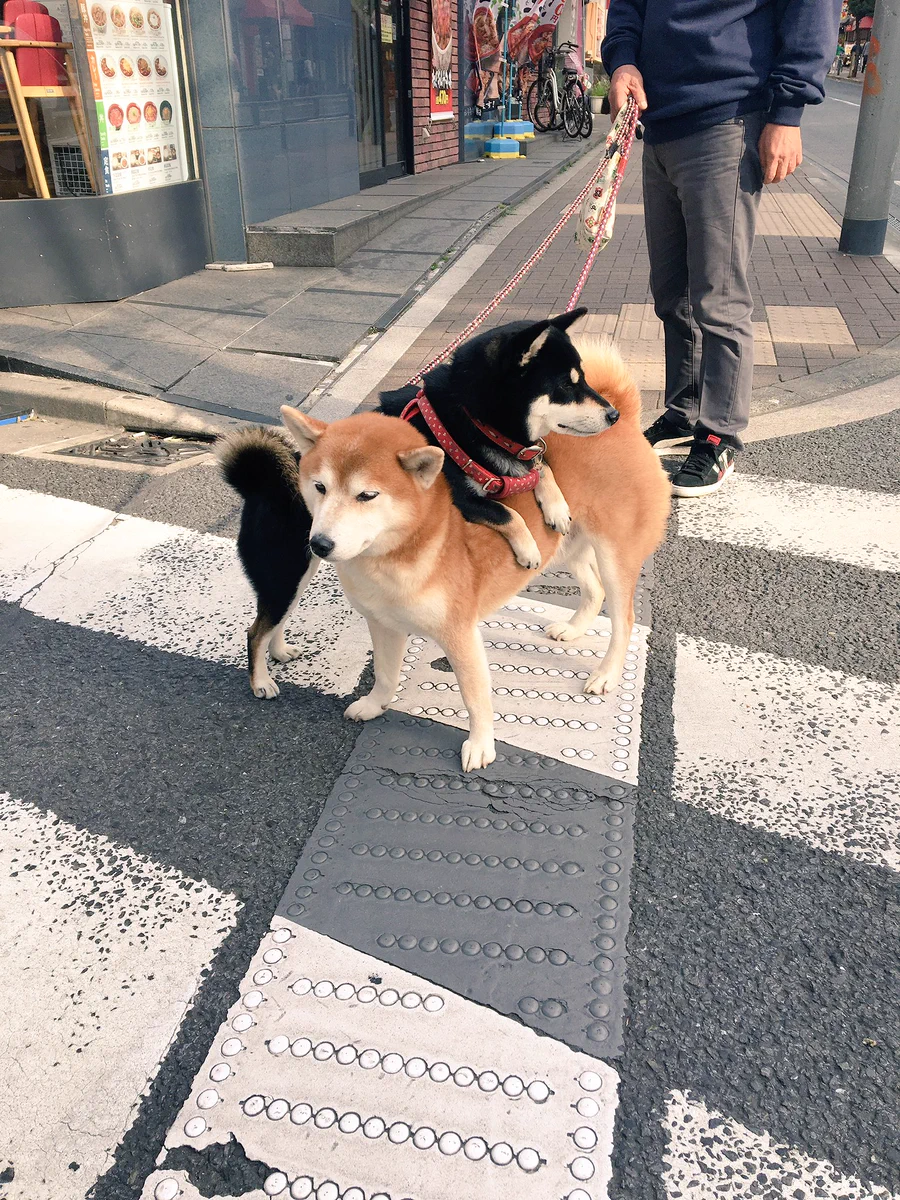 どっちもかわいいｗ2匹の柴犬の関係がかわいすぎるｗｗ
