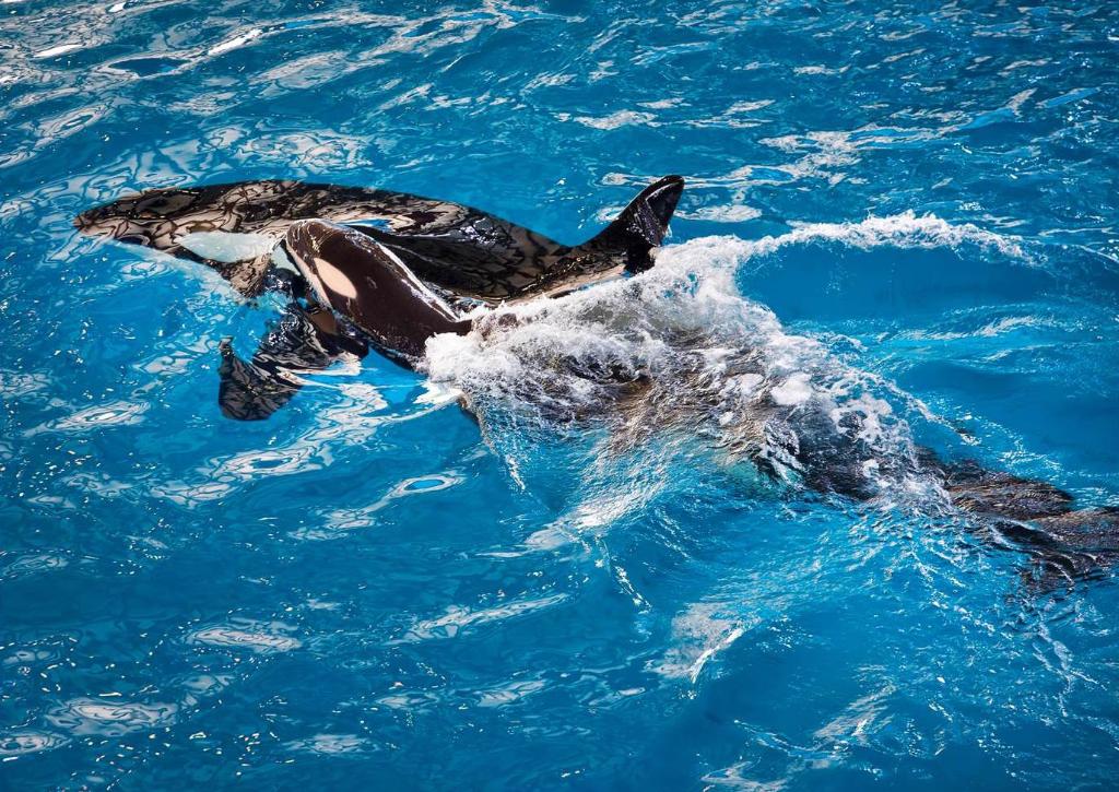 SeaWorld tweet picture