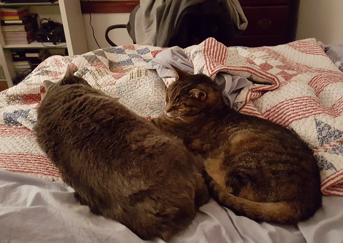 newhouseblue's tweet photo. I guess I'm not allowed to sleep tonight #catprobz @Iziksquirel https://t.co/vkgjUpucvX
