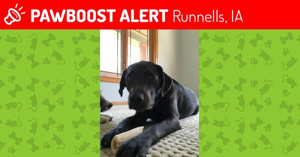 PawBoost's tweet photo. Please RT! Have you seen Nino? #missing #lost #pet in #Runnells #IA 50237 https://t.co/9hXh7yrZAG https://t.co/ECUqew6XWv