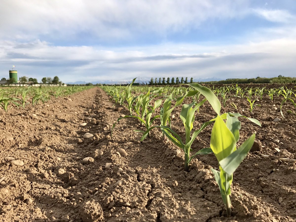 MAS_Italia's tweet photo. Emergenza regolare e uniforme qui dal Piemonte! MAS 68.k #Maïs #plant17 @MASseeds https://t.co/aZ3E1bPzCj