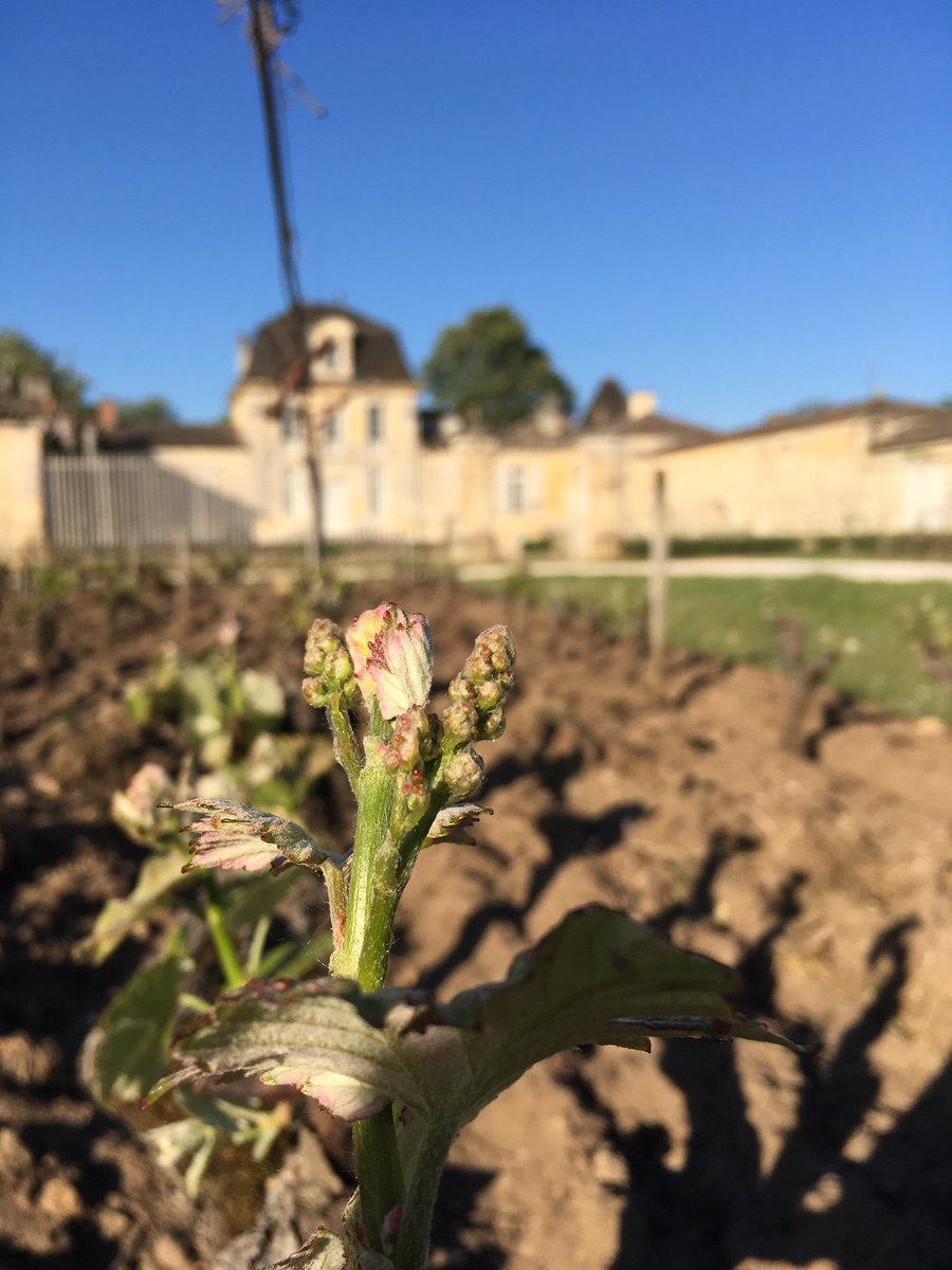 MJPerromat's tweet photo. Le printemps fait son œuvre avec l'apparition des futures grappes #ArmajanDesOrmes @sauternesbarsac @SweetBordeaux @VinsdeBordeaux https://t.co/KUpBLN8NOC