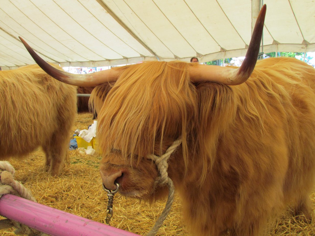 SheffCouncil's tweet photo. Our Highland cattle are looking forward to the Highland Fling in Graves Park on Bank Holiday Monday! Are you?
https://t.co/cDqXmD4ZP5 https://t.co/ASwJDGzYta