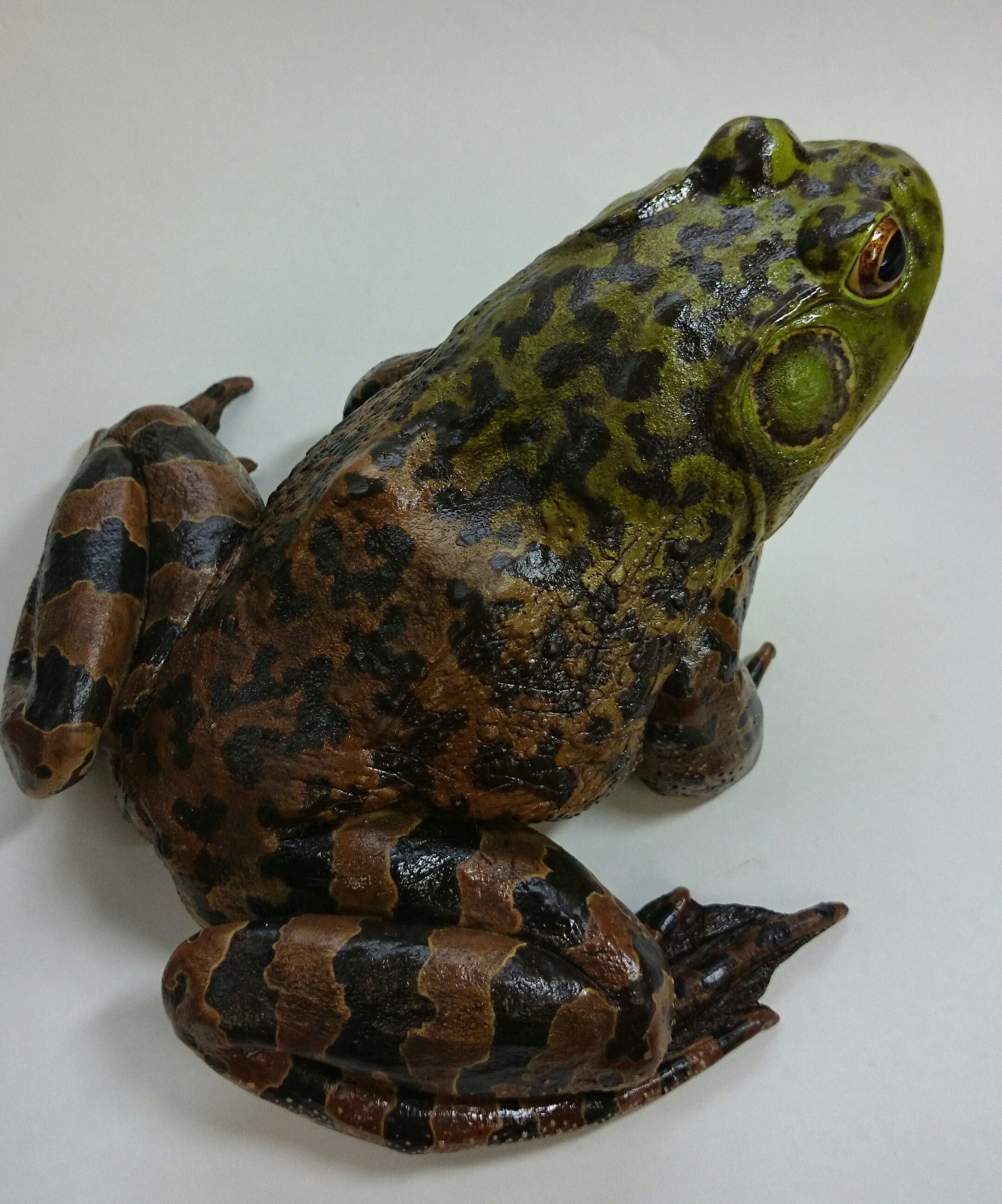 تويتر カエル工房 على تويتر 受注のウシガエルレプリカ完成 ウシガエル Bullfrog Museummodel T Co Vktw6uhtcj