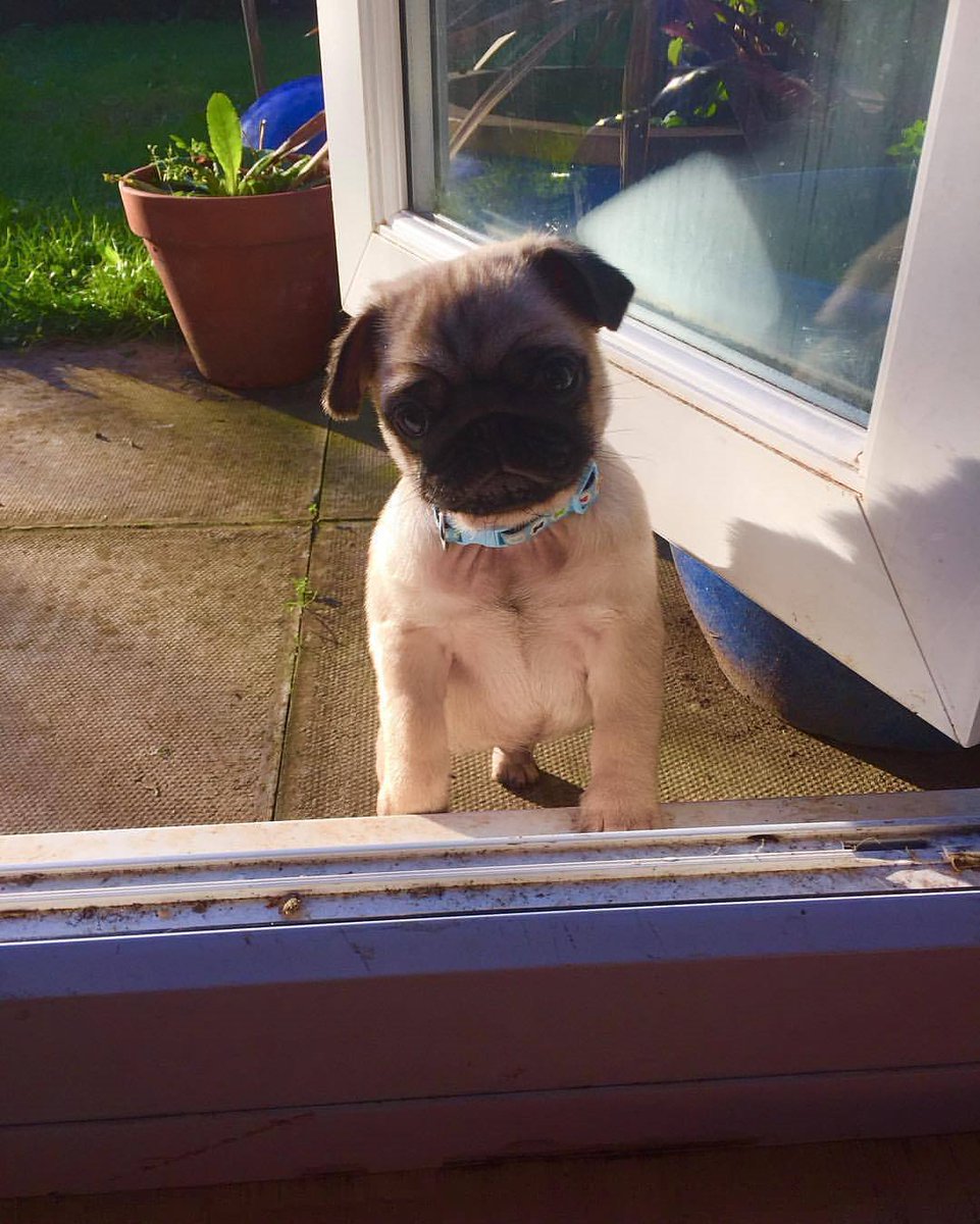 PugDailyClub's tweet image. A pug a day keeps doctor away!😍

#pugdaily #pugs #pug #cute #puglover