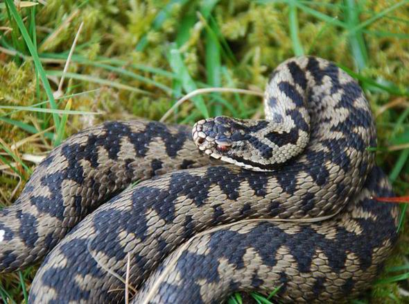 We have had a number of cases of dogs with #Adder bites in the local area.  Please be vigilant and keep your dog on a lead <a href="/suffolkwildlife/">SuffolkWildlifeTrust</a>