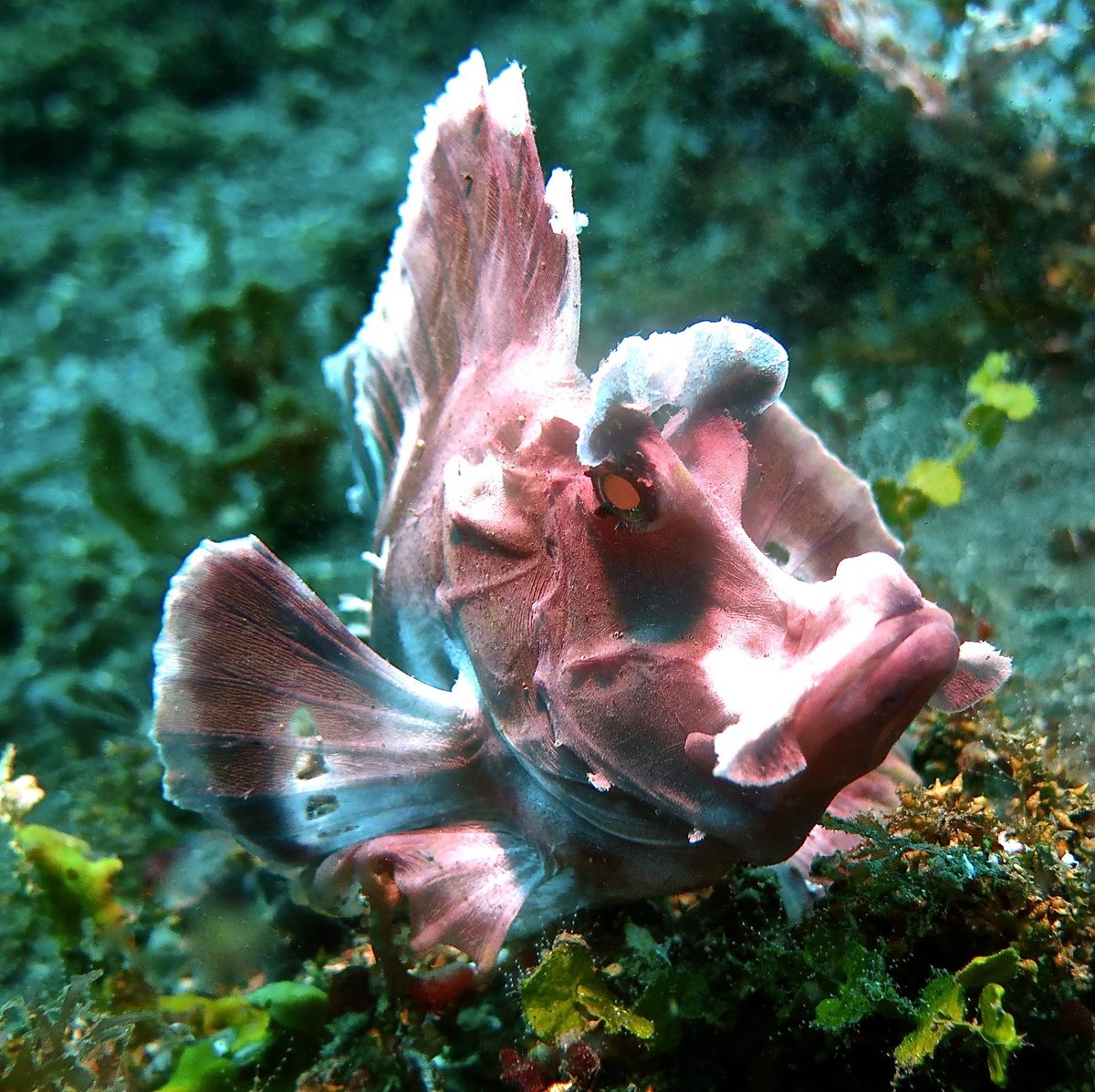 AbyssCenter's tweet photo. I bet #SalvadorDali will be proud of this fish
#rhinopia #macro #underwater #photography #scubadiving #Bali #travel #amaizinglife https://t.co/Q5FWC5nEPA