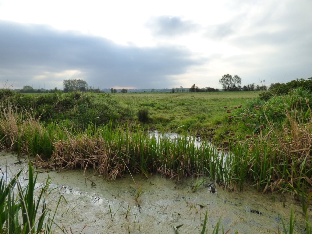 Hay Moor, Long Sutton, home to nesting #lapwing &amp; maybe #curlew. A magical part of #SomersetLevels <a href="/UptonBridgeFarm/">Upton Bridge Farm</a> <a href="/waterlevels/">Phil Brewin</a> @archerrspb