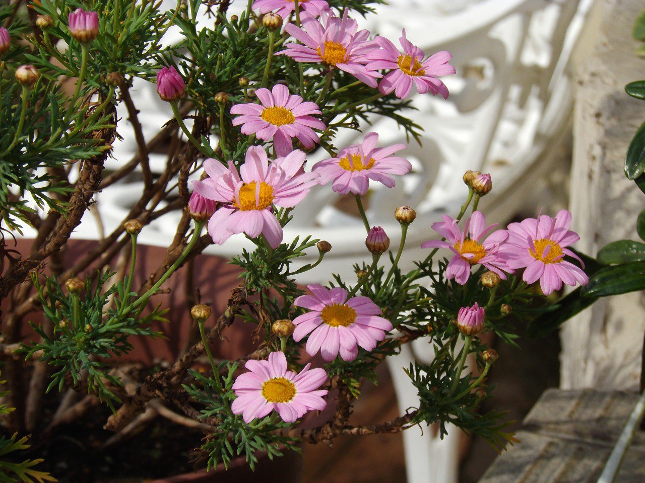 تويتر Rover416t على تويتر 寝すぎたけどお庭手入れ備忘録 咲き出したマーガレット 2年前にロイヤルホームセンターの処分品100円で買った小さなポッドものを地植えしたら大きくなり 先月初め頃に鉢に植え替えたもの の鉢を日当たりの良い場所に移動した まだ