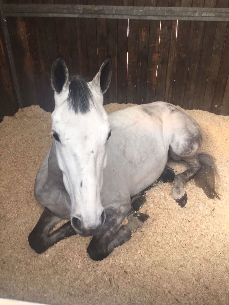 HoyEventing's tweet photo. We have arrived safely in Montelibretti for the @FEI_Global #NationsCup and Basmati is enjoying a relaxing lie in! 😴#HappyHorses #TwoHearts https://t.co/KEN7uhxj7C