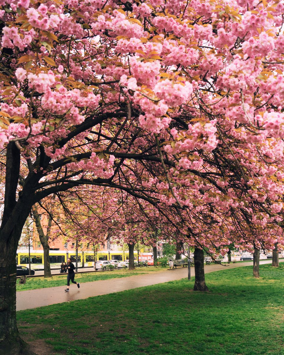 m_dorn_'s tweet photo. #berlinblossom 
#berlin https://t.co/DwExsnJWrV