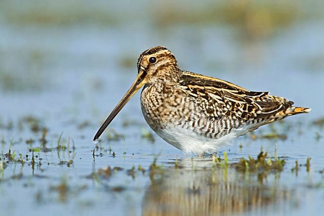 Onze ambassadeur Camilla Dreef en Arjan Dwarshuis breken een lans voor de weidevogels en hun bescherming: pauw.vara.nl/media/372314 #Pauw