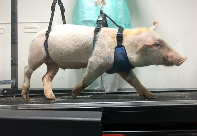 Gran trabajo el del Hospital para Parapléjicos en Toledo con los cerditos.
blog.ortopediacanina.com/post/rehabilit…